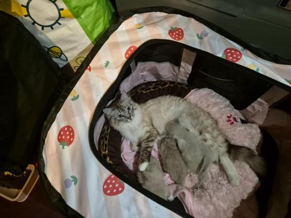 Image 5 of Pure ragdoll kittens for sale