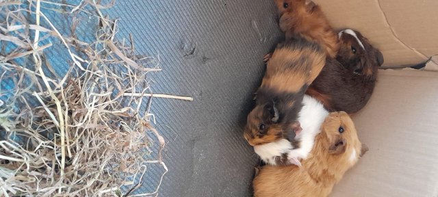Image 6 of Baby Guinea pigs for sale