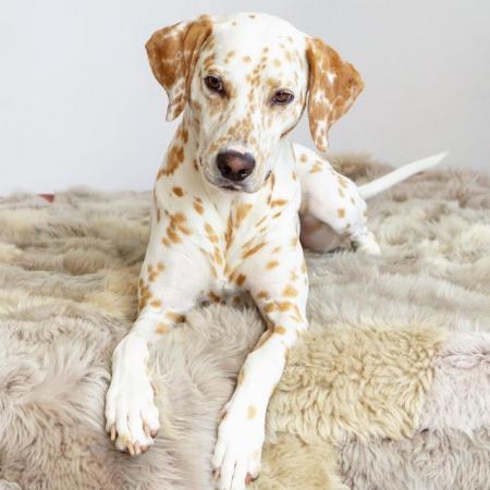 Image 8 of LEMON SPOTTED DALMATIAN BOY PUPS! READY NOW !