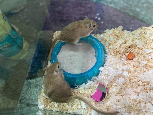 Image 3 of 2 x Golden Brown Gerbils Looking For Their New Home