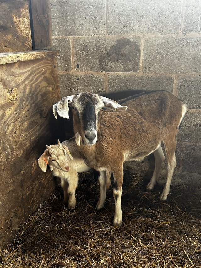 Preview of the first image of Nanny goats with kids for sale.
