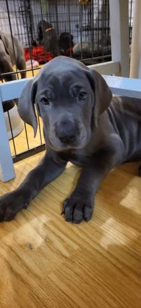 Image 19 of Adorable KC Blue Great Dane puppies READY NOW!!