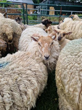 Image 2 of Small shetland Flock for sale