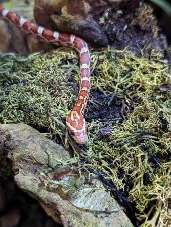 Image 3 of 2023 Baby Corn Snakes available now!