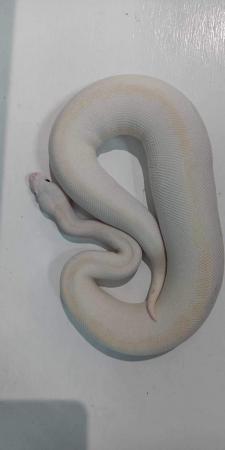 Image 5 of Royal pythons various morphs for sale