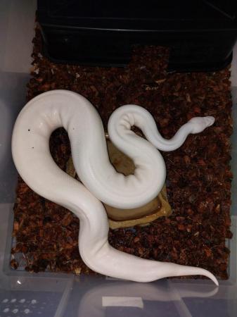 Image 23 of Balll python snakes (Whole collection) REDUCED PRICE!