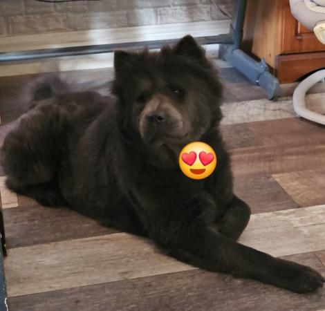Image 1 of Blue Chow chow bitch needing a new home