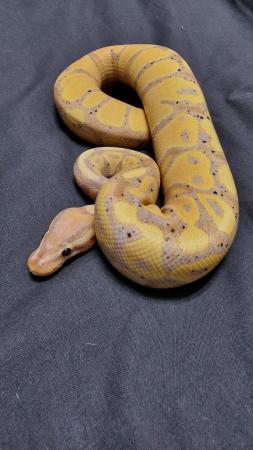 Image 3 of Royal Python Hatchlings CB23 for Sale