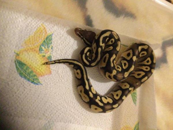 Image 2 of Royal python female pastel mojave het ghost