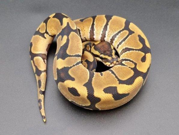 Image 2 of Enchi 66% Het Toffee Male Ball Python 230203