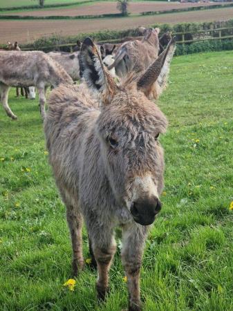 Image 5 of Wanted! Donkeys jennys and jack geldings mini and full size