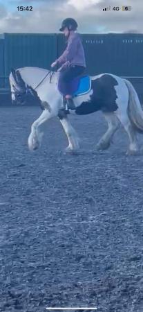 Image 2 of 13hh riding 4 year old gelding