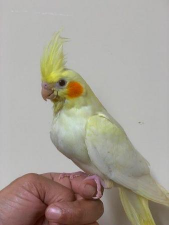 Image 5 of Hand Reared Gorgeous Cockatiel