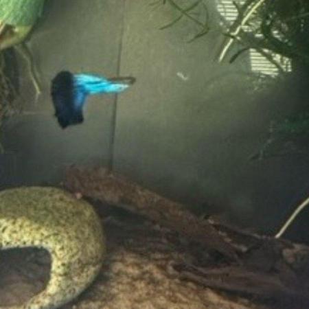 Image 2 of Japanese Blue Tail Guppies For Sale