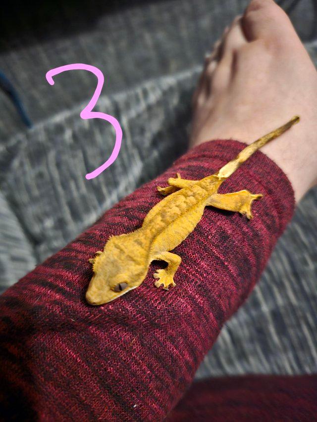 Preview of the first image of CB 2023 crested gecko forsale £40 each..