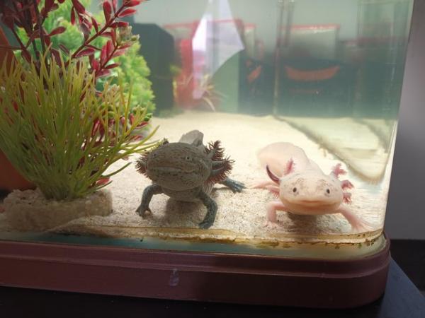 Image 4 of 5 1/2 months old baby axolotles ready for there forever home