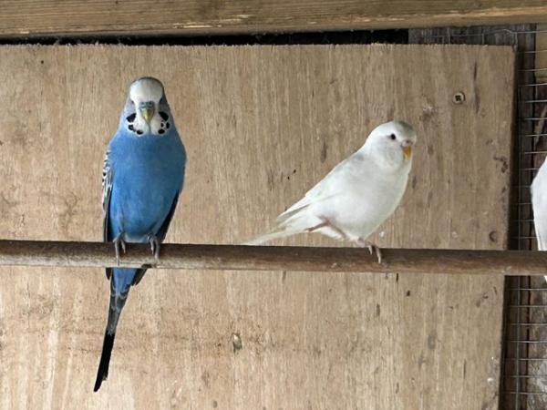 Image 5 of Beautiful young Budgies for sale