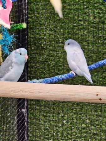 Image 5 of Stunning parrotlets available male and female