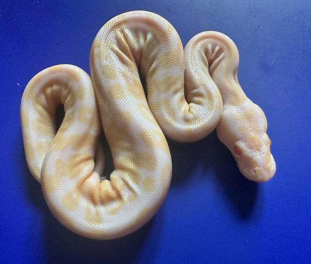 Preview of the first image of Pewter albino royal python for sale.