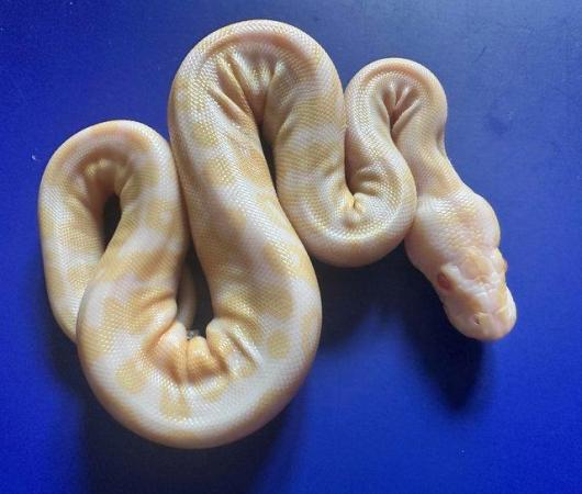 Image 1 of Pewter albino royal python for sale