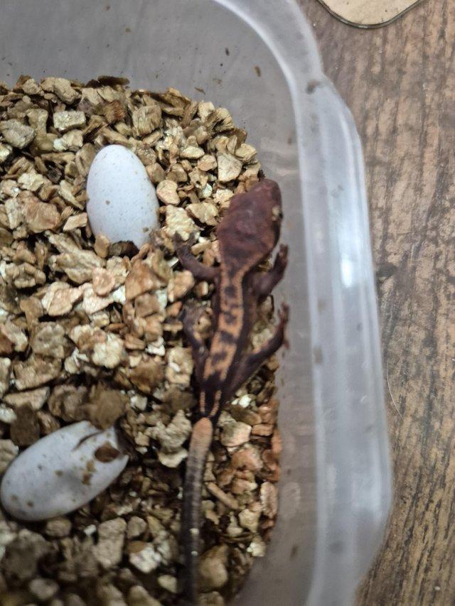 Red and lilly white gecko — photo 3 of 4