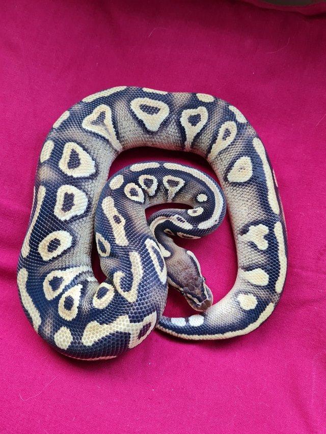 Preview of the first image of Male pastel phantom or mojave yellowbelly royal python.