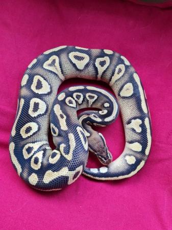 Image 1 of Male pastel phantom or mojave yellowbelly royal python