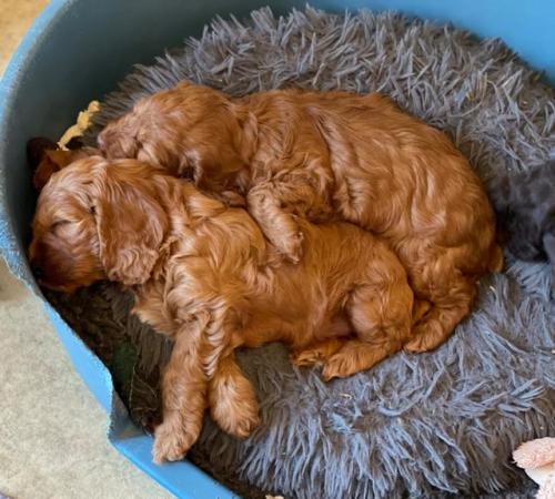 Image 12 of Red cockapoo puppies, bitches only.