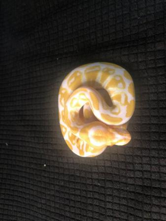 Image 1 of Snake Collection for sale