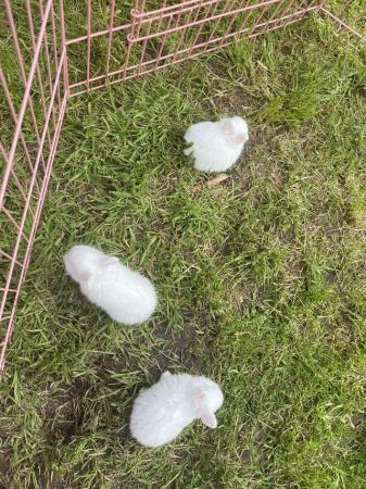Image 2 of 9 week old white dwarf rabbits for sale