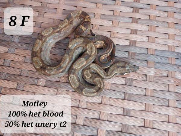 Image 2 of Boa imperator motley,motley blood,img motley het and visual