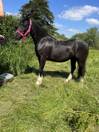 Image 1 of Bowsey Welsh pony mare 11.2
