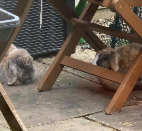 Image 5 of Two bonded rabbits dwarf lop and mini lop