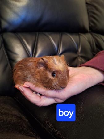 Image 9 of Baby guinea pigs for sale
