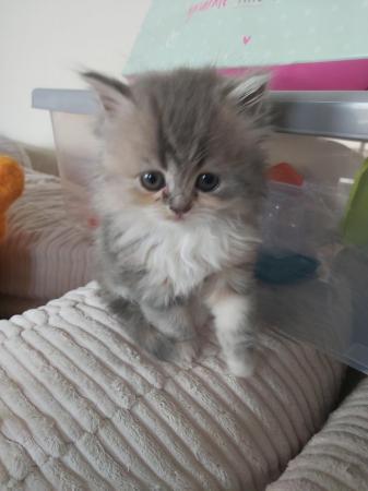 Image 4 of Reduced Last 1 Persian kittens raised family home
