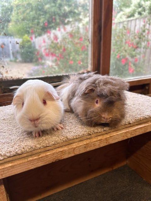 Sweet Baby Guinea Pig Boars - Self and Peruvian