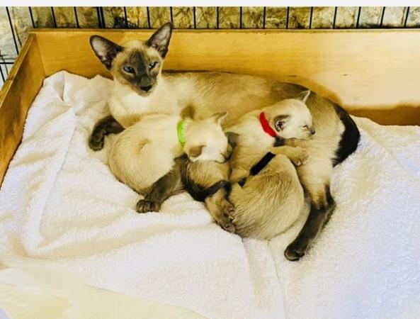 Image 11 of Stunning Registered Siamese Kittens