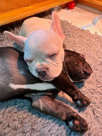 Image 4 of French bulldog puppy for sale