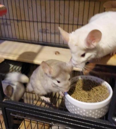 Image 2 of Female Chinchilla pink white 5 years old..friendly