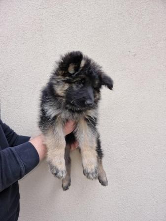 Image 22 of Stunning long coat kc registered german shepherd puppies