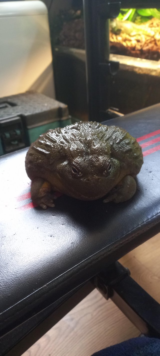 Preview of the first image of 2 years old african bullfrog.