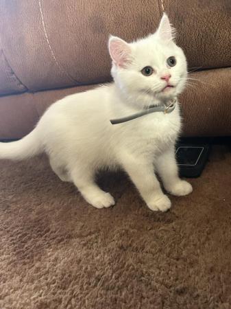 Image 13 of 1 Persian x kitten, white short haired boy, ready now,