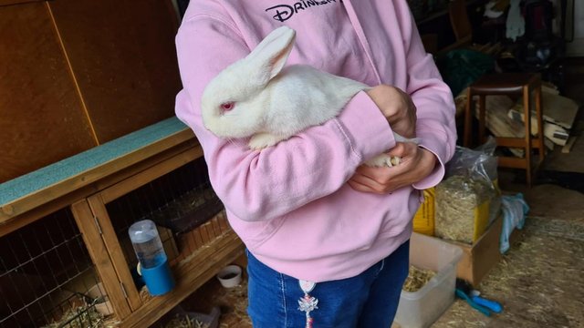 Image 1 of Small Friendly Female Rabbit