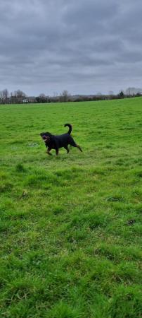 Image 9 of Ralph, male rotty, looking for forever home