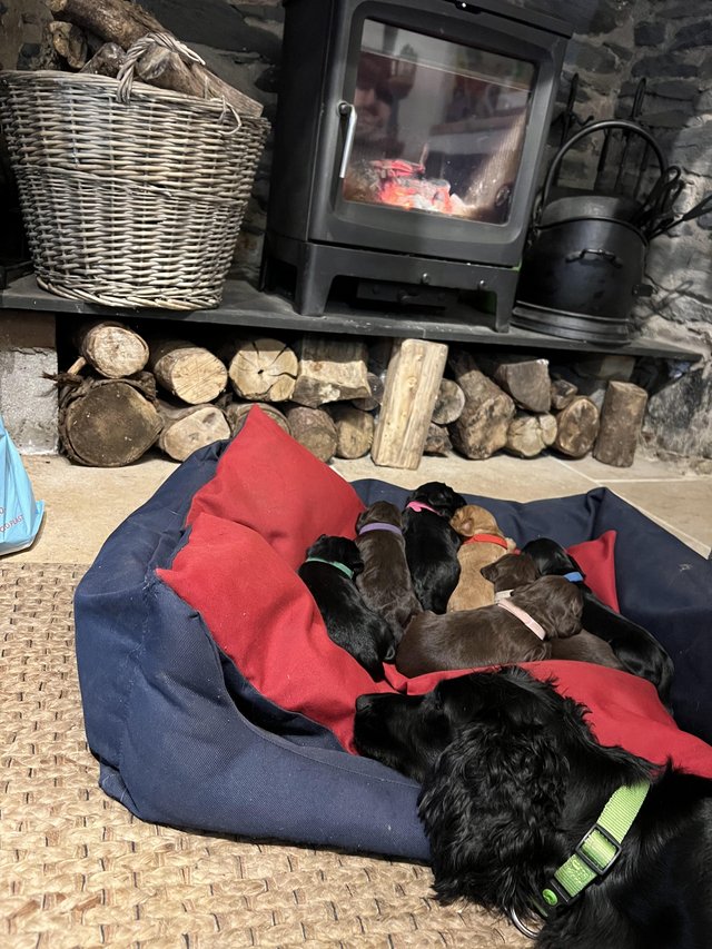 Preview of the first image of 8 week old working cocker spaniel puppies.