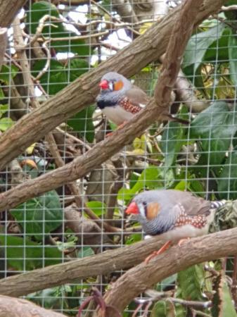 Image 1 of Large Aviary finches for sale