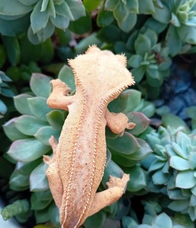 Image 6 of Yellow (Spot- free) Female Crested Gecko