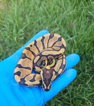 Image 2 of 2024 Female Enchi Yellowbelly 66% Het Pied Ball Python