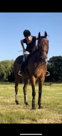 Image 2 of Talented 9yr old TB gelding