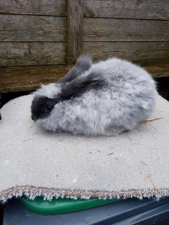 Preview of the first image of 12 week old blue angora buck.